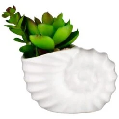 B&M Scandi Shore Small Shell Succulent -Decorative Accessories Shop 380110 small shell succulent