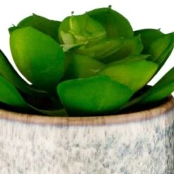 Decorative Accessories Shop -Decorative Accessories Shop 380125 scandi succulent 2