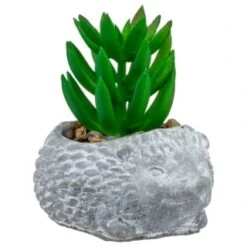 Decorative Accessories Shop 10 Bloom Mini Animal Succulent - Hedgehog