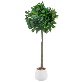 Bloom Premium Bay Tree 1 Bloom Premium Bay Tree